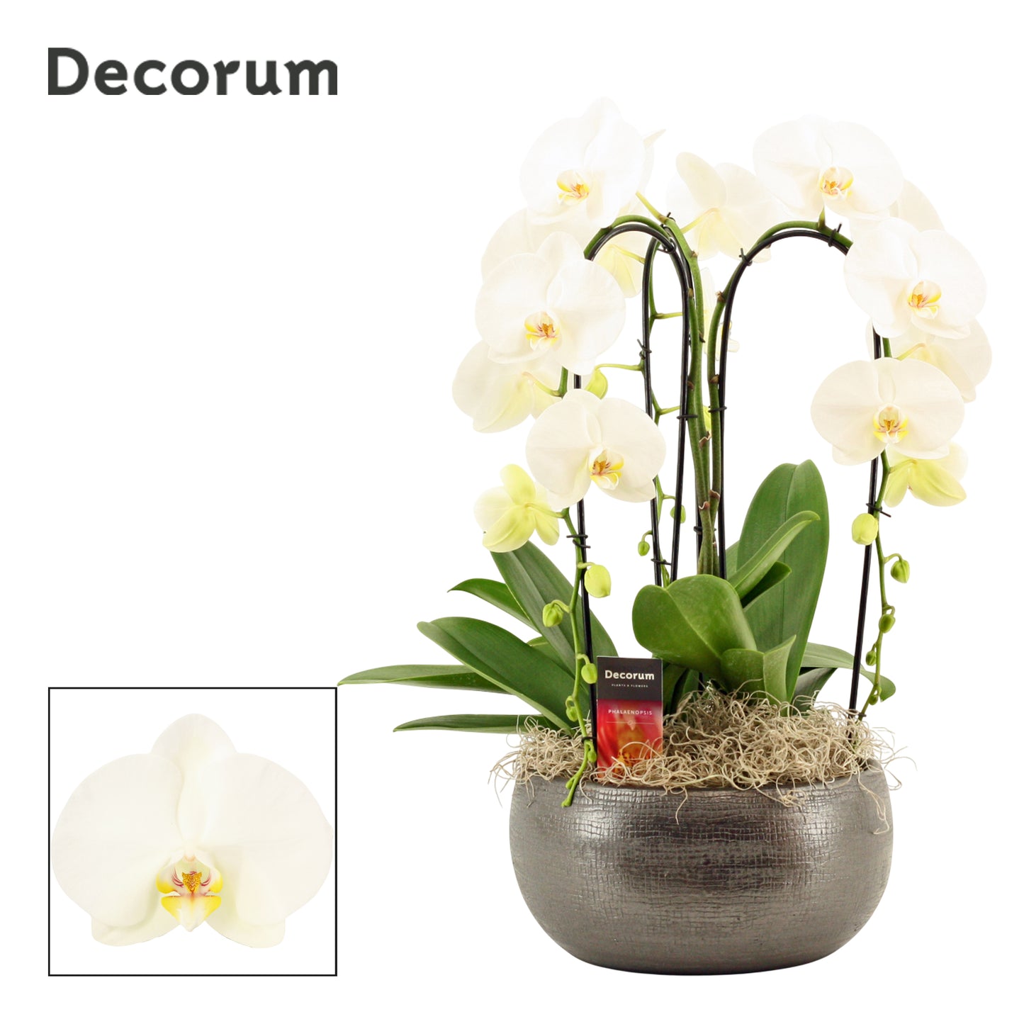 Phalaenopsis white 55cm 27cm Pot