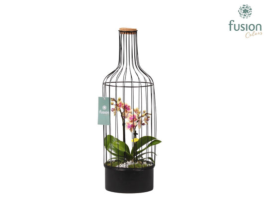 Metalen fles met kurk zwart groot met Phalaenopsis 55cm 17cm Pot