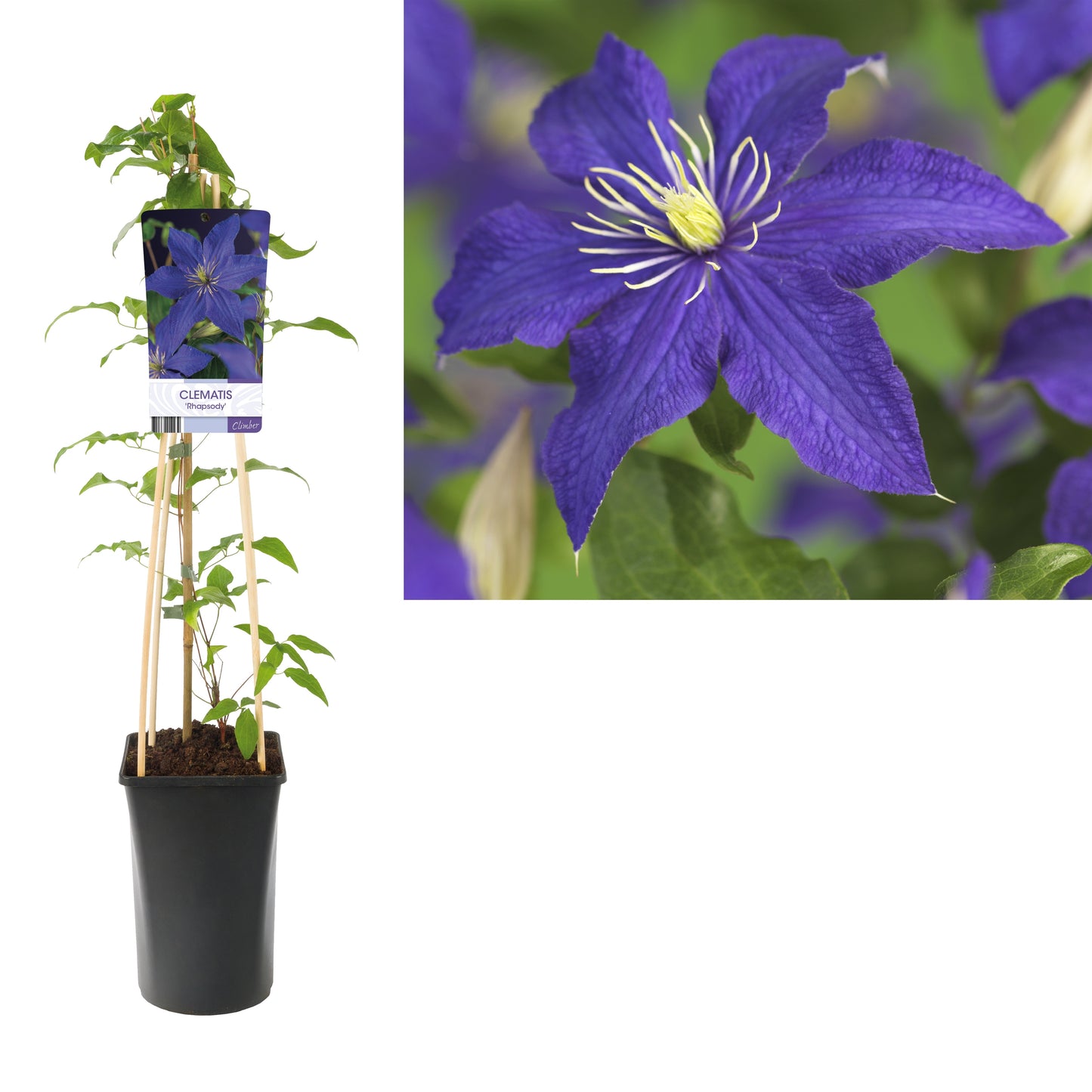 Clematis Rhapsody 75cm 17cm Pot