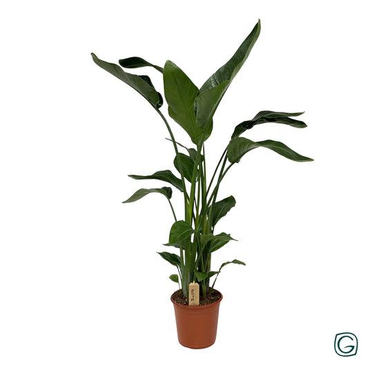 Strelitzia nicolai 120cm 24cm Pot
