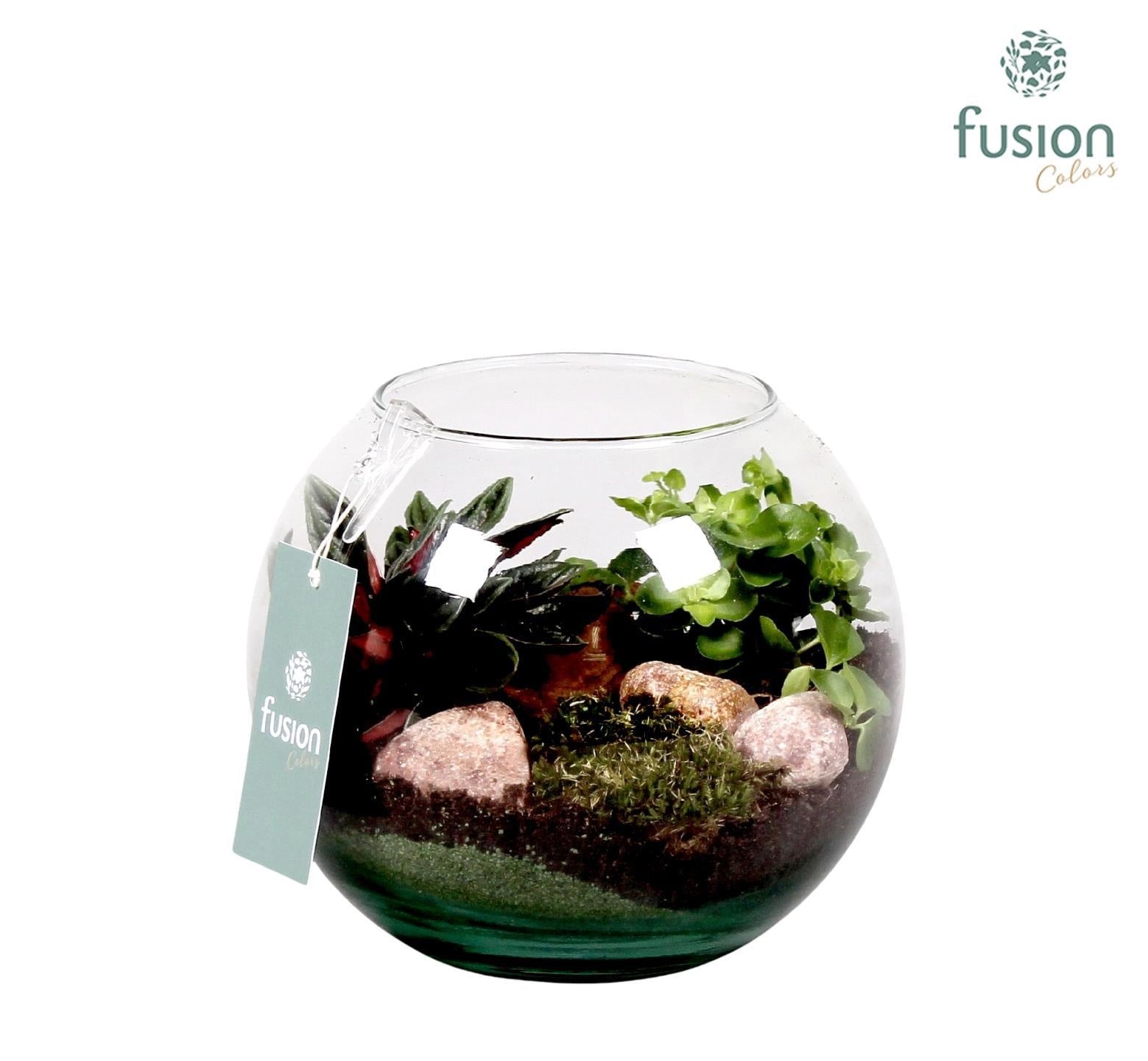 Najaar glazen vissenkom met Groen plantjes D19 H16 29cm 19cm Pot