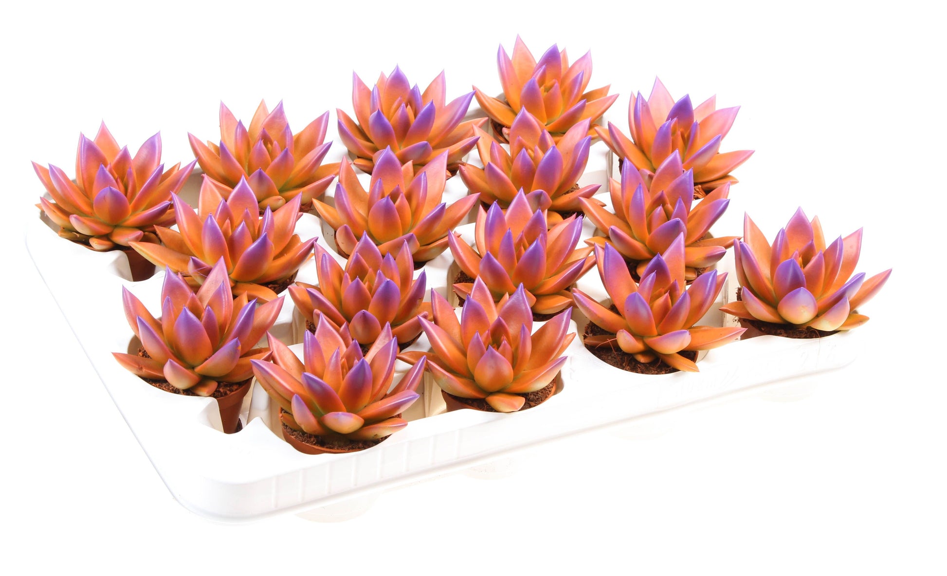 Rainbow bicolor orange + purple point 8cm 6cm Pot