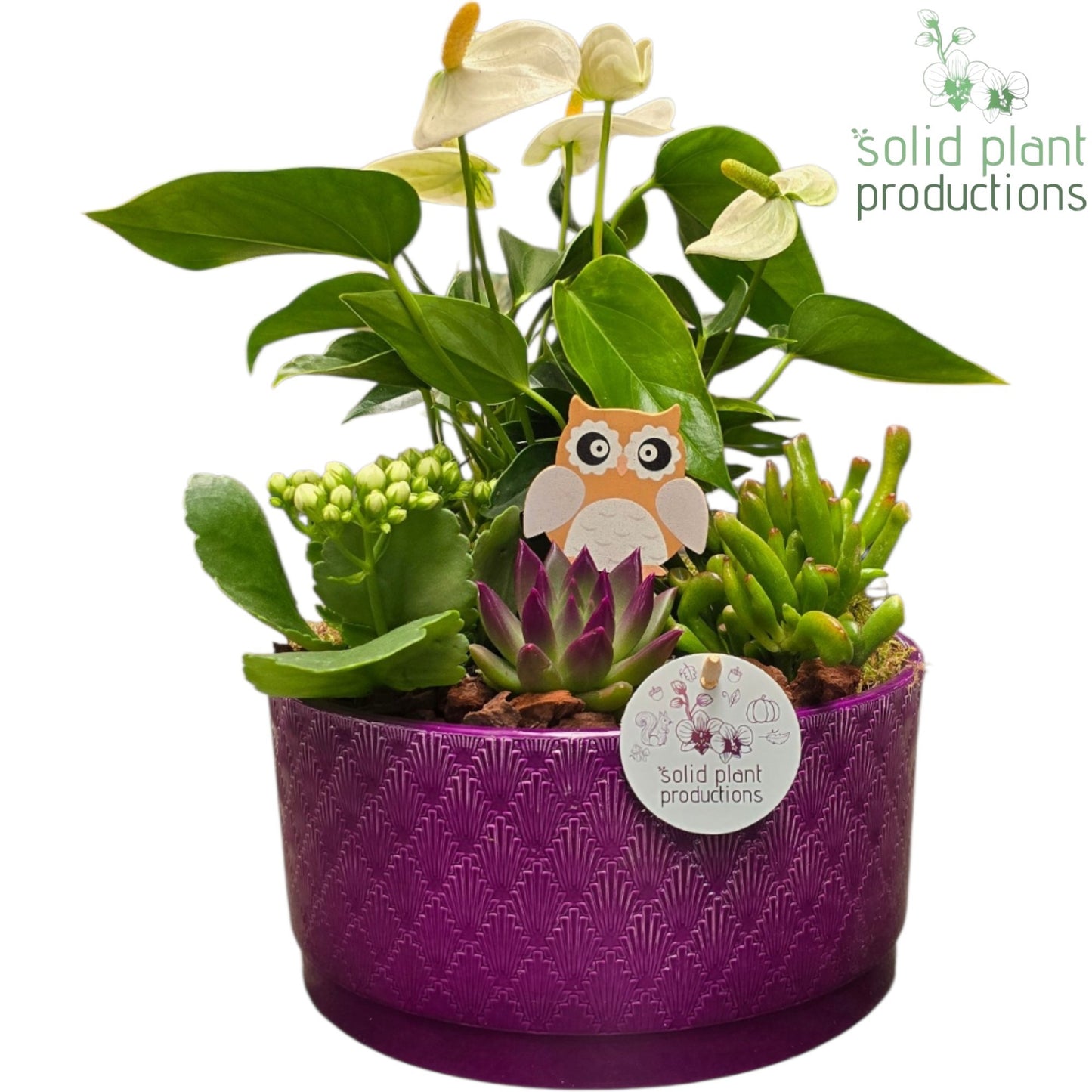 AE004 Stella Purple Echeveria 42cm 22cm Pot