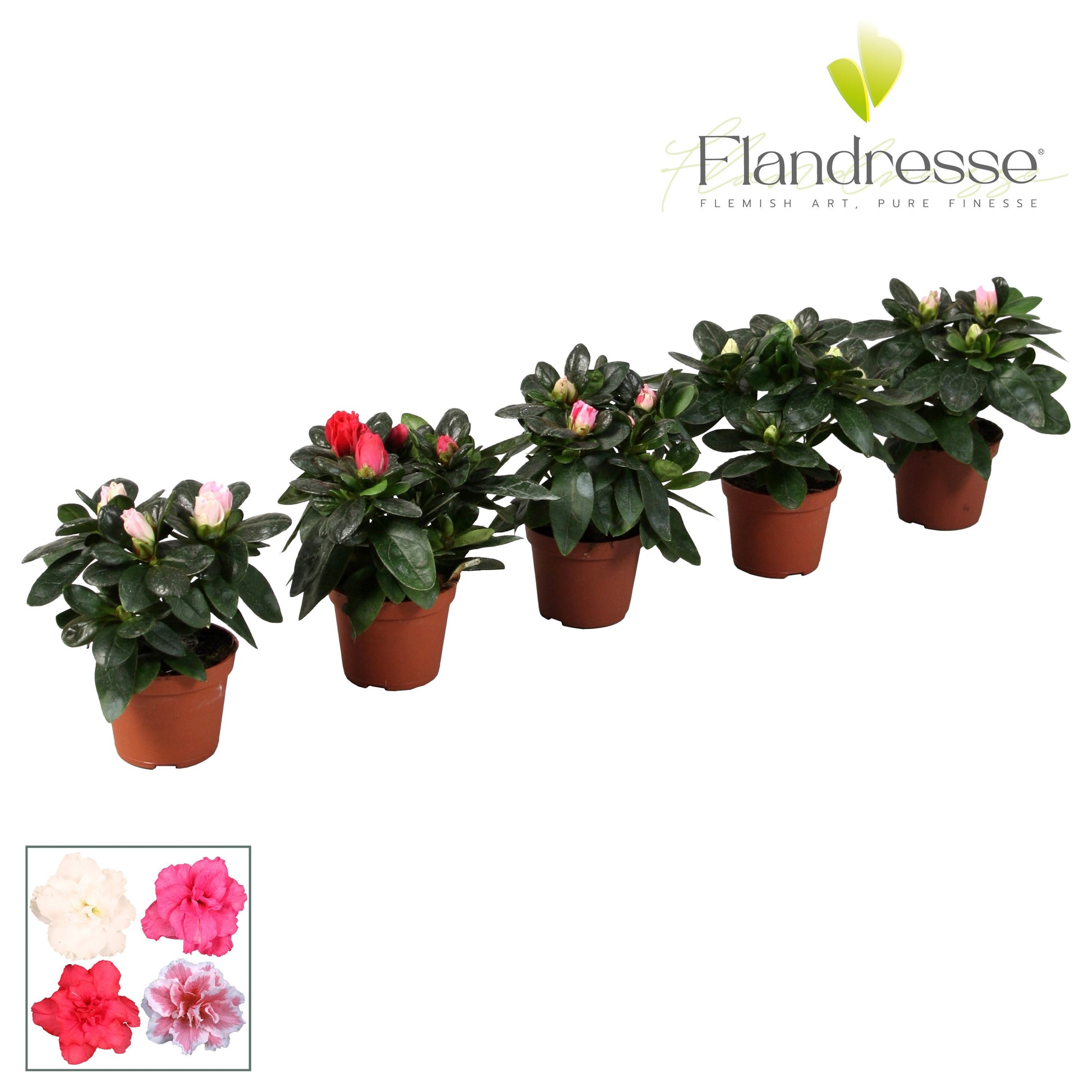 Rhodo. mix Azalea Flandresse 10cm 6cm Pot