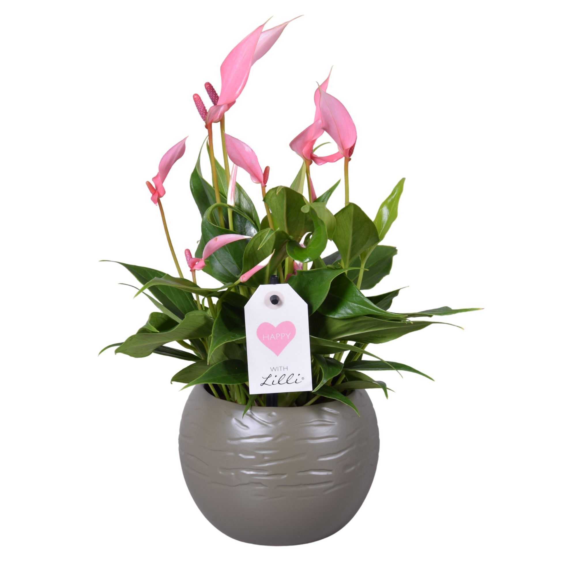 Groene Tint Anthurium Lilli Pack of 6