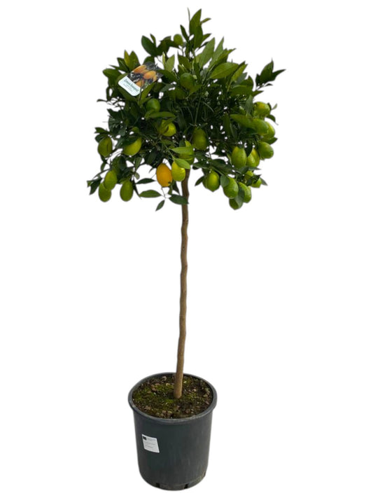 Citrus microcarpa 120cm 25cm Pot
