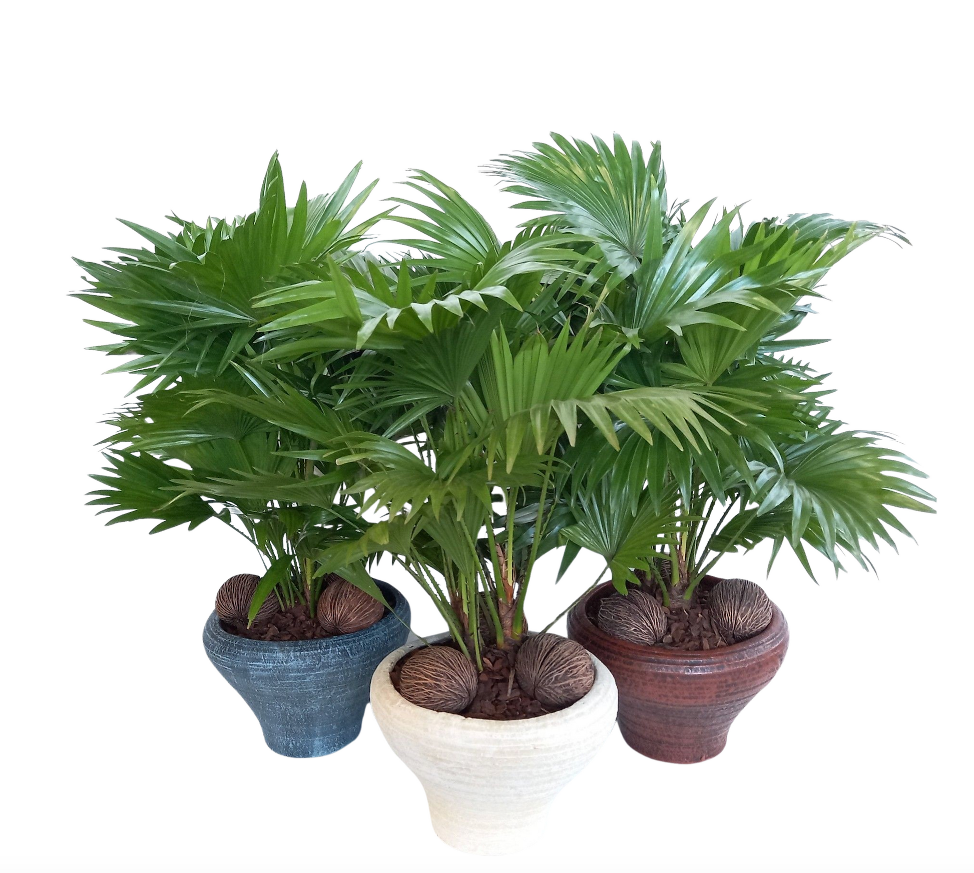 Livistona rotundifolia 65cm 26cm Pot