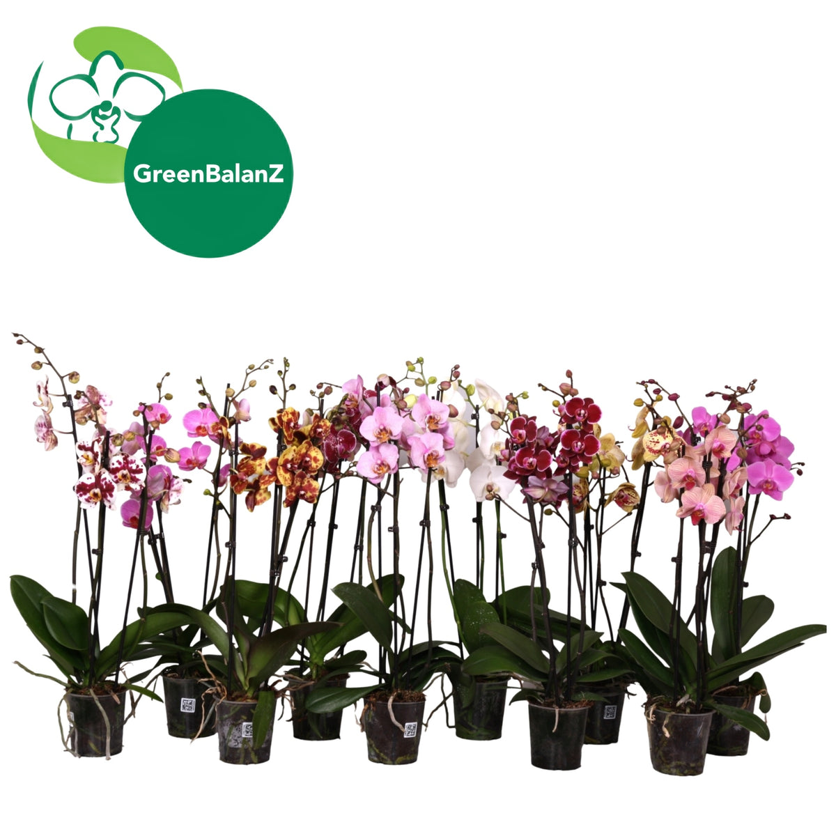 Phalaenopsis mix 75cm 12cm Pot