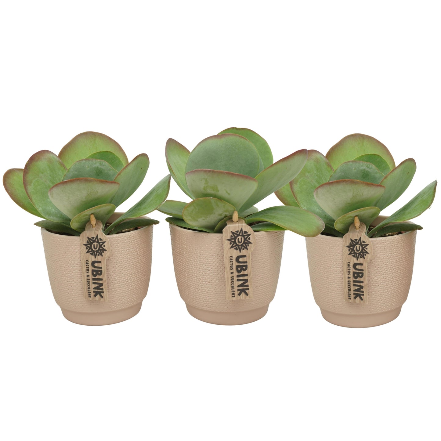 Kalanchoe thyrsiflora Red Lips 20cm 510cm Pot