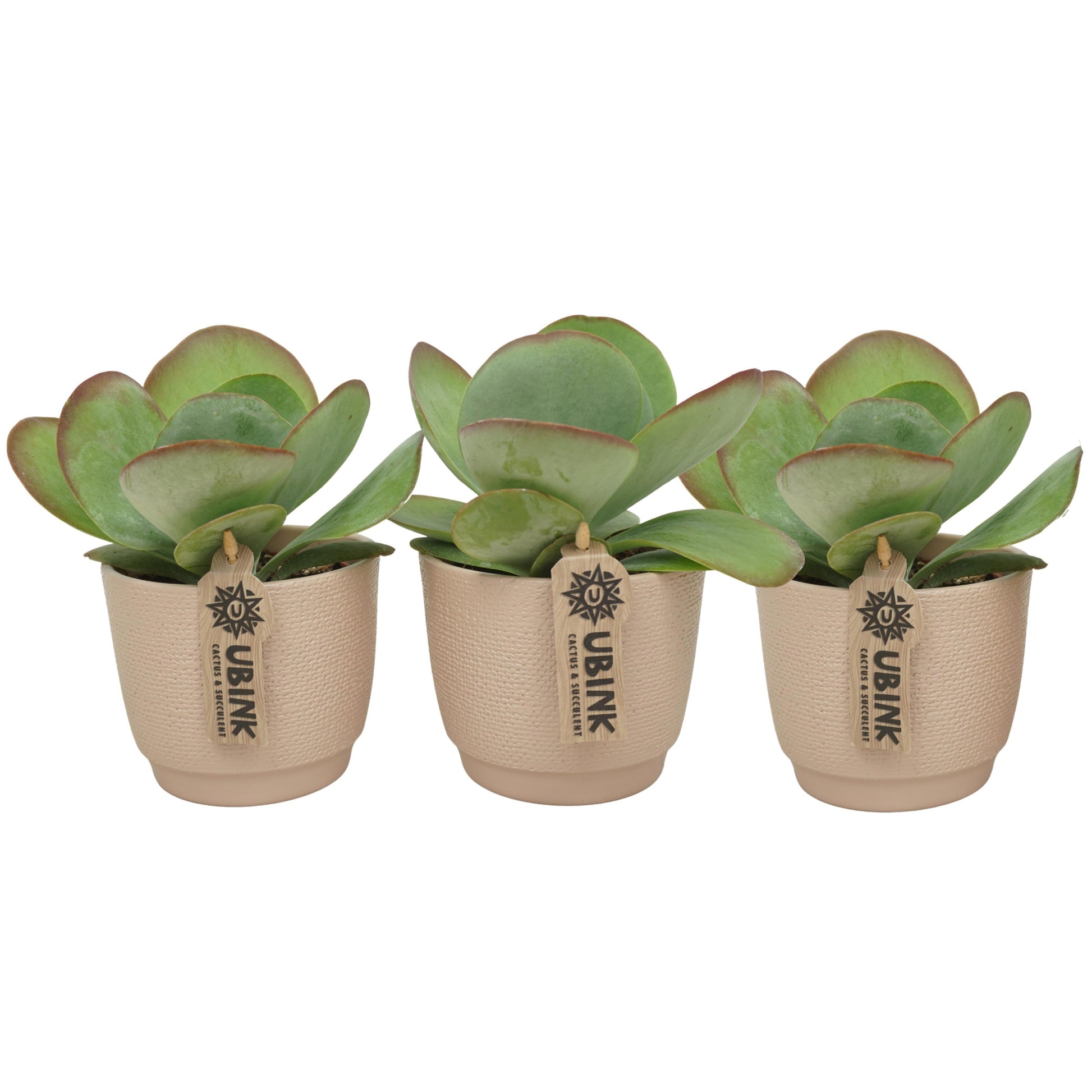 Kalanchoe thyrsiflora Red Lips 20cm 510cm Pot