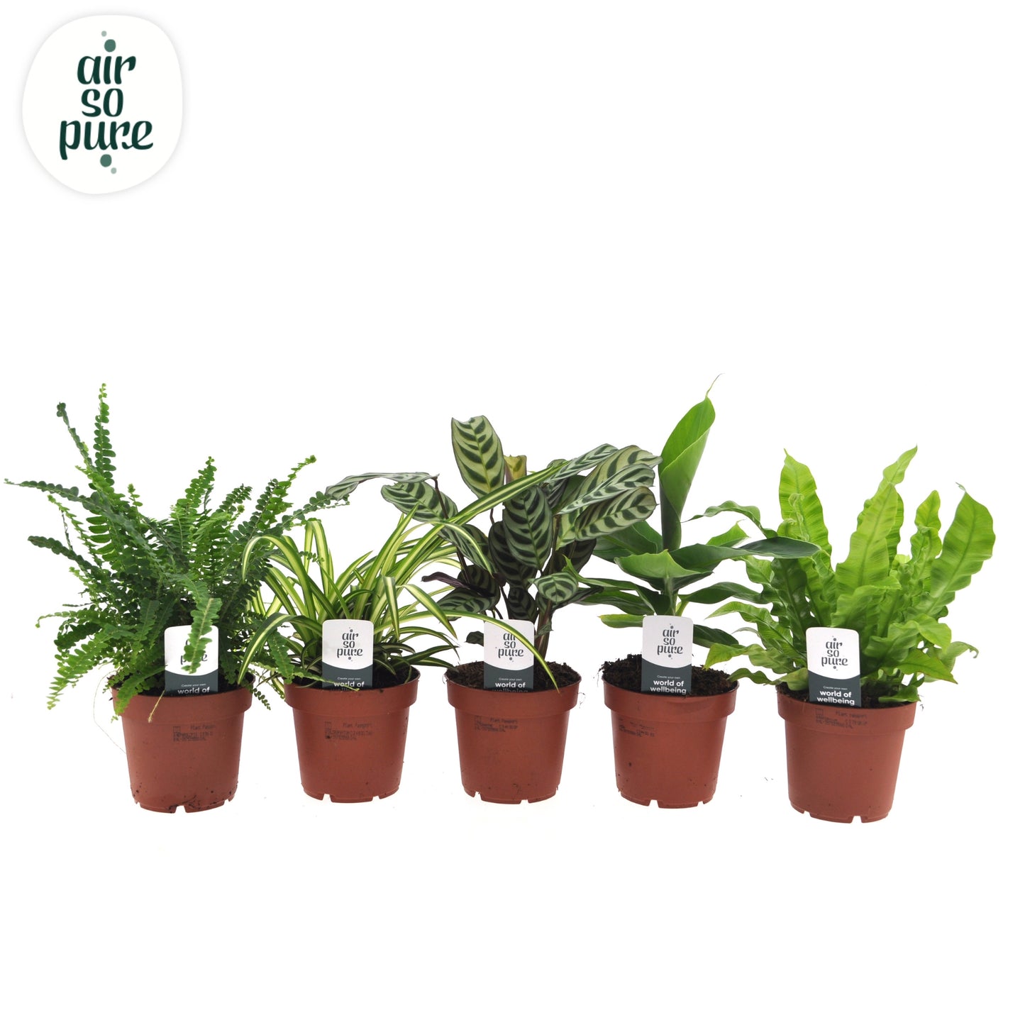 Foliage houseplants mix 25cm 12cm Pot