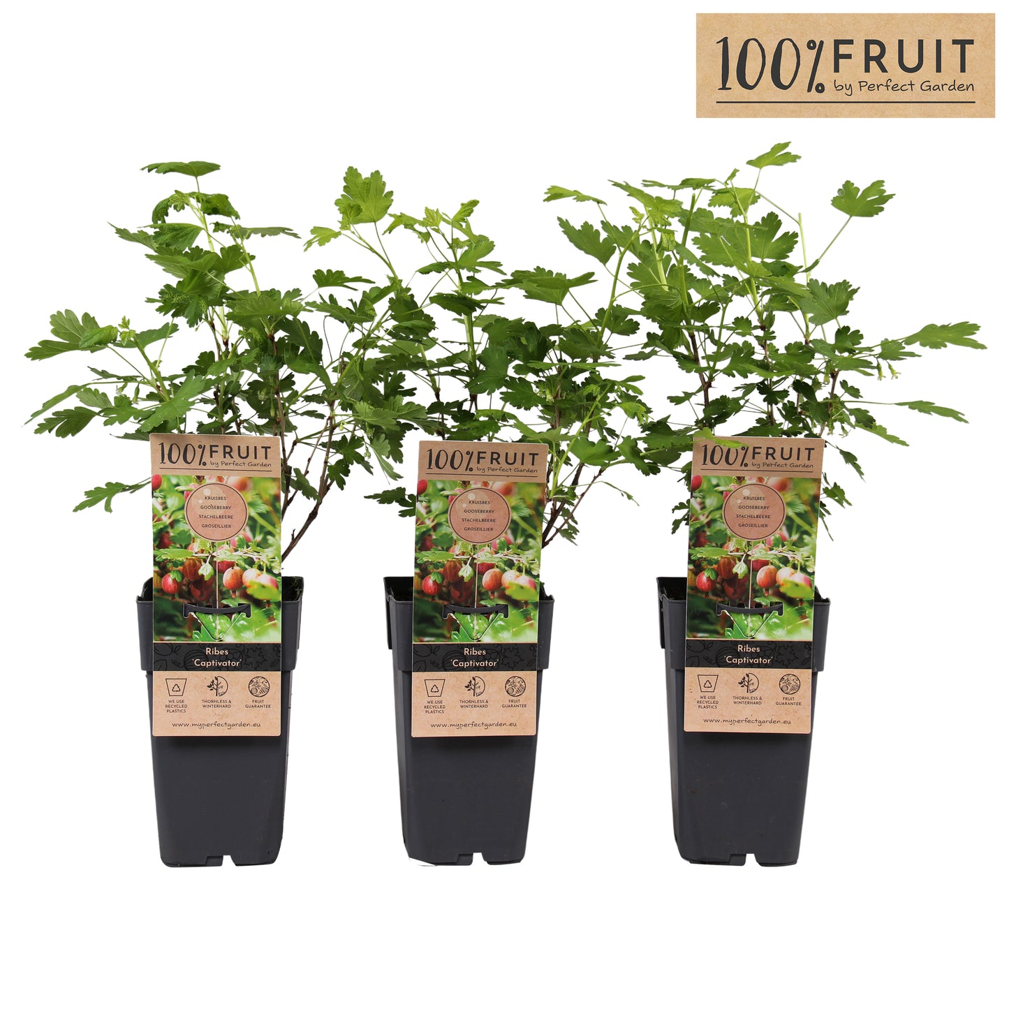 Ribes ("Gooseberry") uva-crispa 65cm 15cm Pot