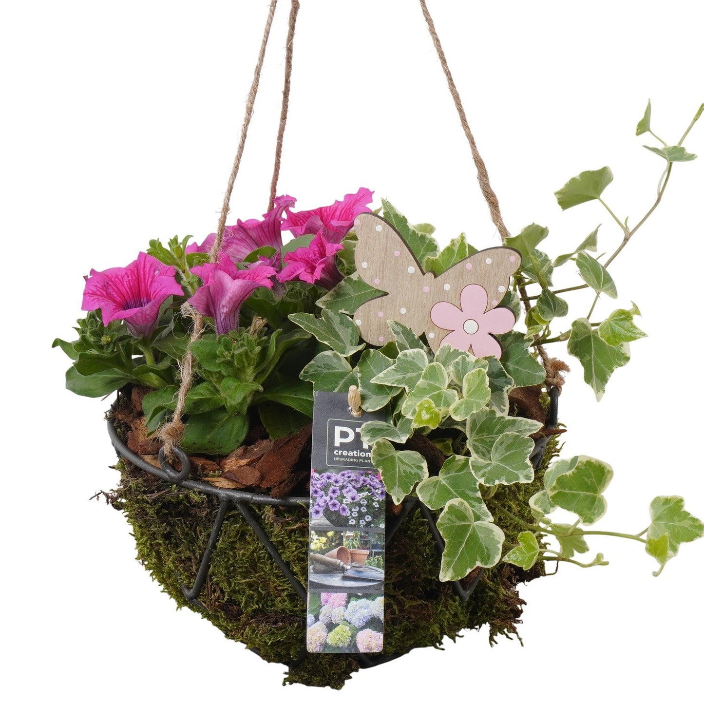 Outdoor arrangement 20cm 20cm Pot