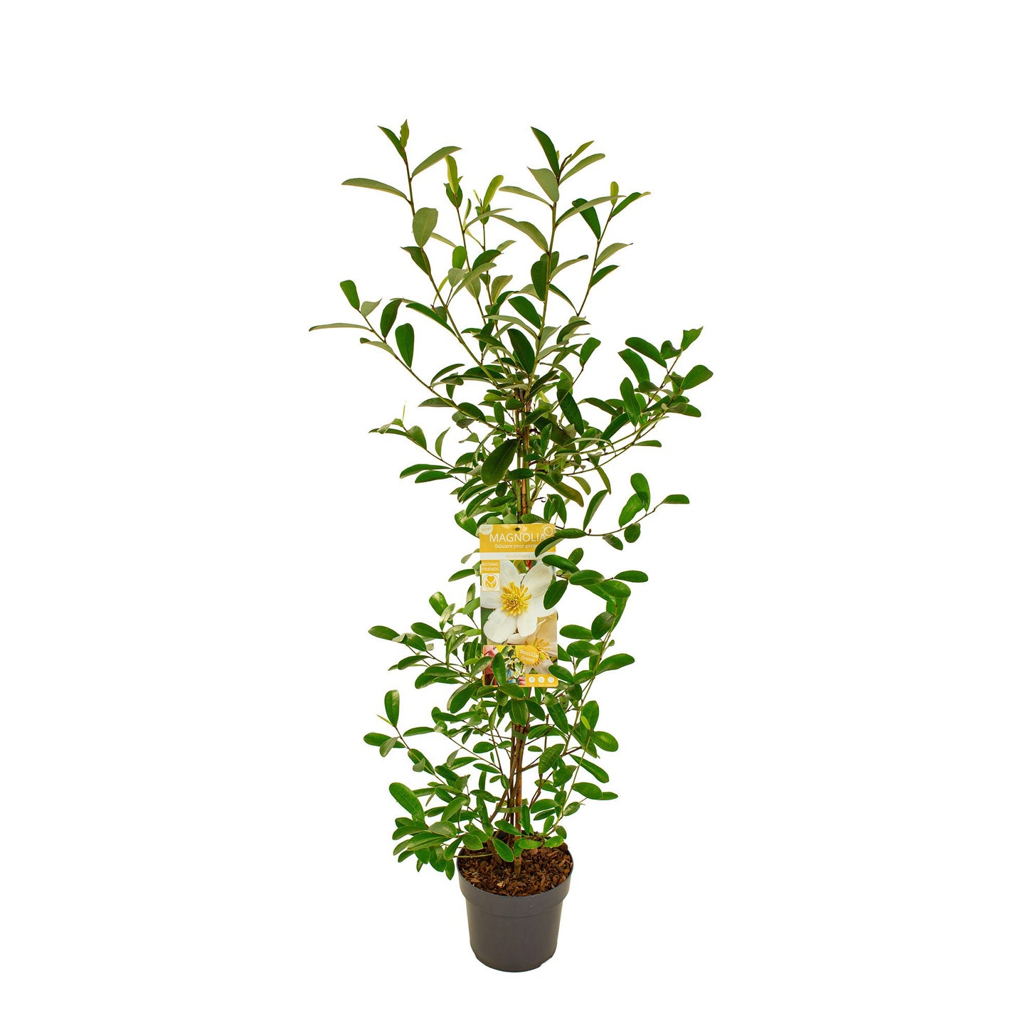 Magnolia soulangeana 100cm 19cm Pot