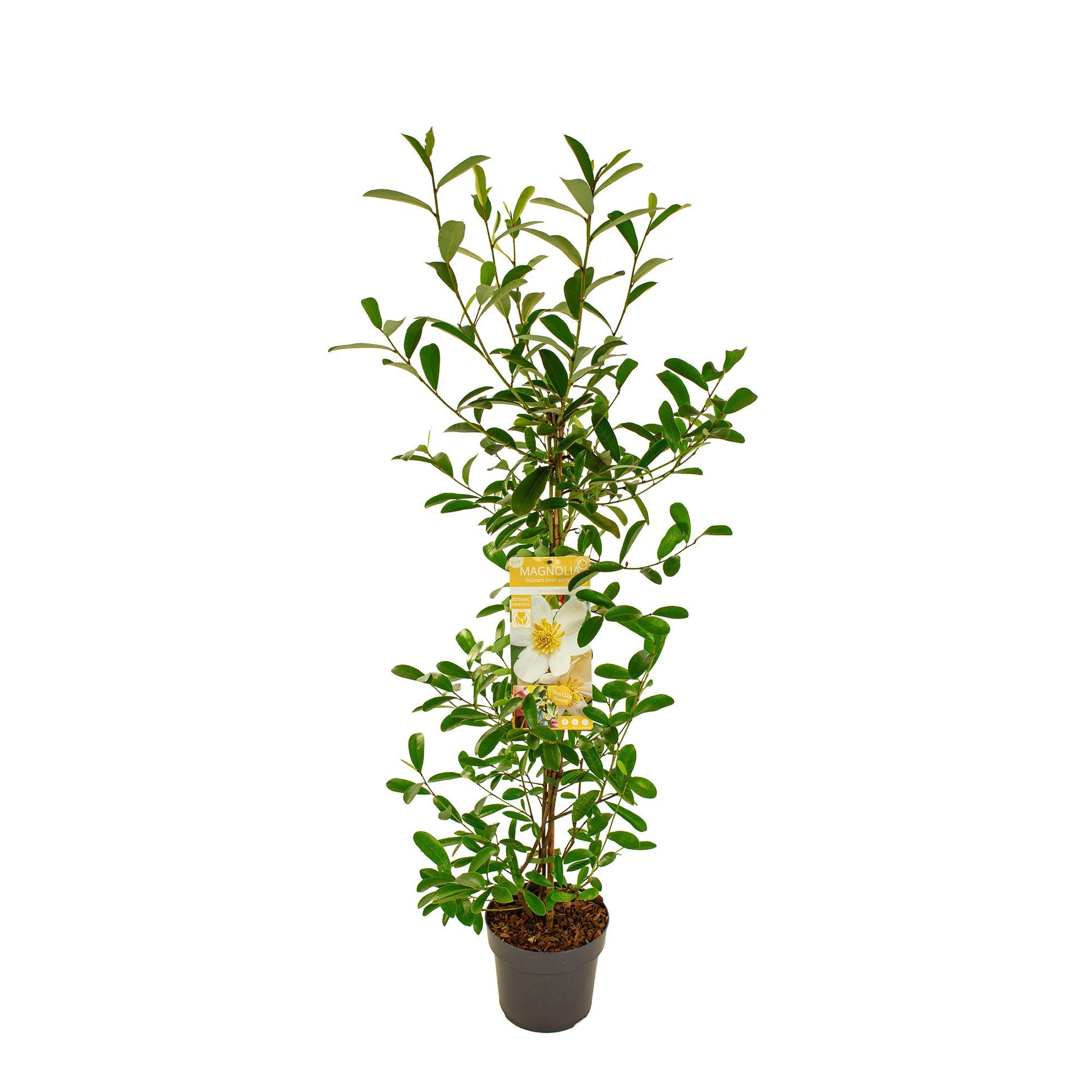 Magnolia soulangeana 100cm 19cm Pot