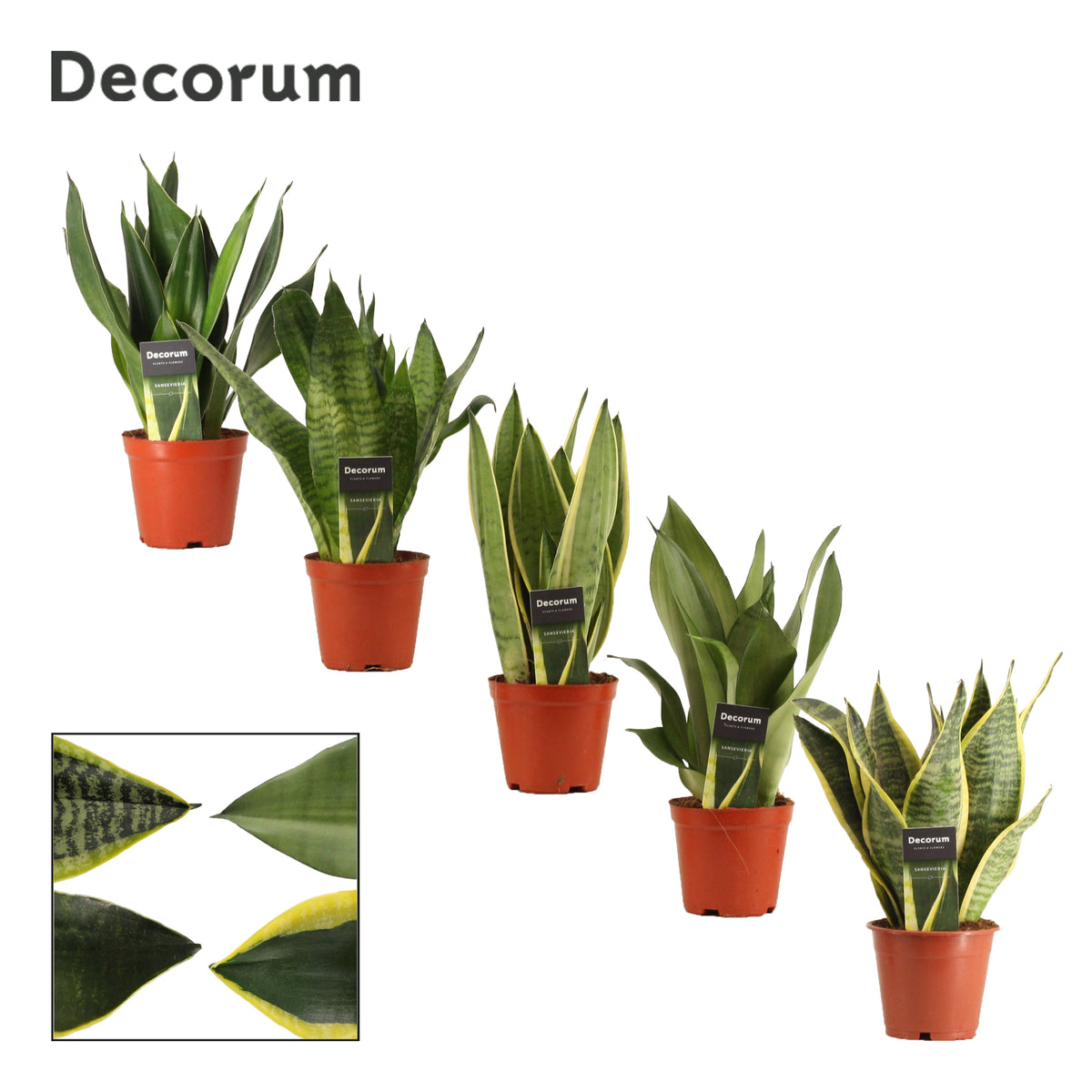 Sansevieria Super Mix 30cm 12cm Pot