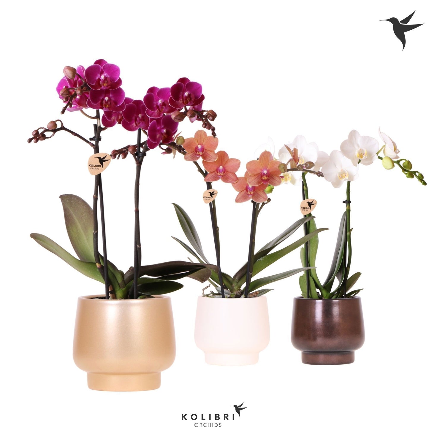 Phalaenopsis mix 40cm 9cm Pot
