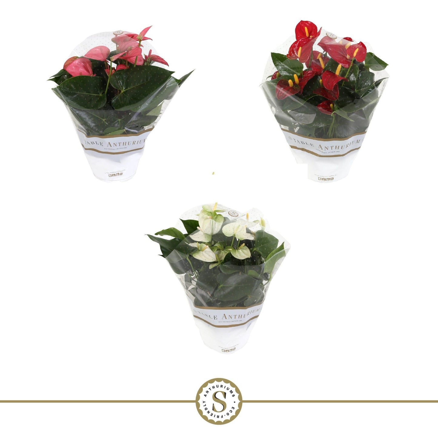 Anthurium mix 30cm 17cm Pot