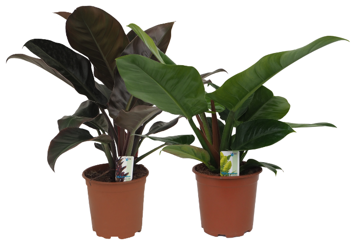 Foliage houseplants mix 55cm 19cm Pot