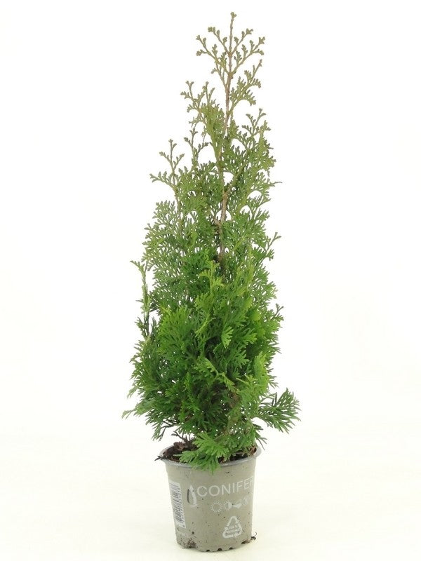 Thuja occidentalis Degroot's Spire 30cm 9cm Pot