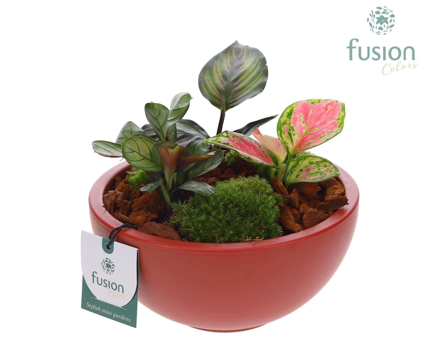 Schaal keramiek Moon Medium marala rood met groene planten 20cm 18cm Pot