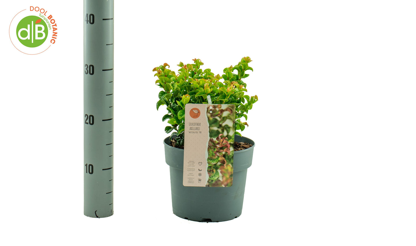 Dool Botanic Leucothoe ax. Twist Red Pack of 1
