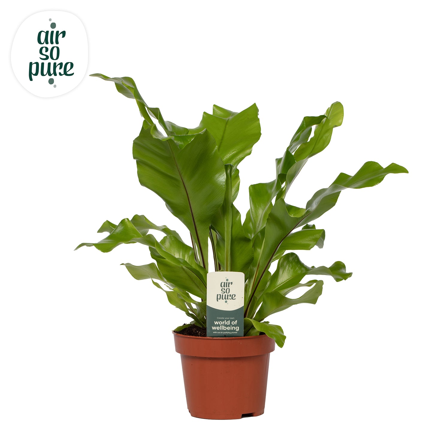Asplenium nidus 35cm 12cm Pot
