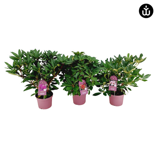 Rhododendron mix 70cm 23cm Pot