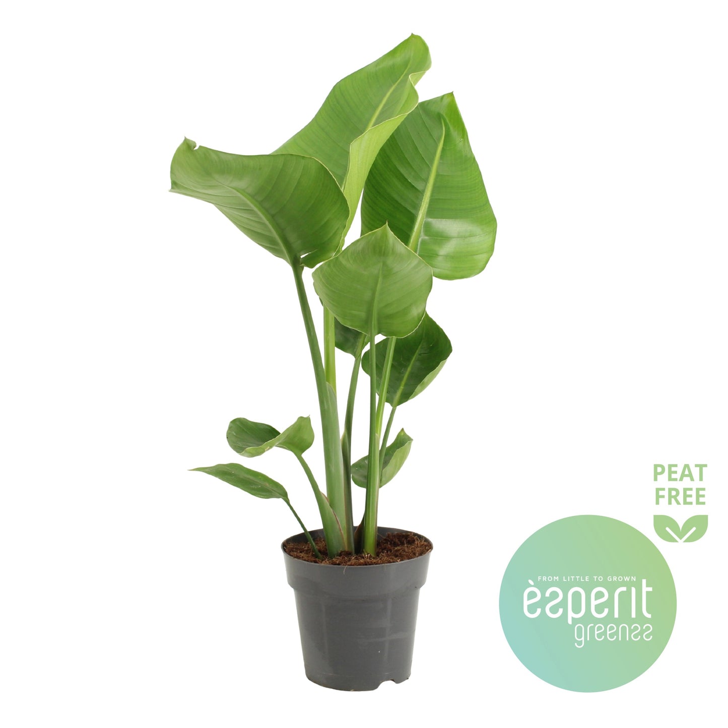 Esperit Plants Strelitzia nicolai Pack of 6