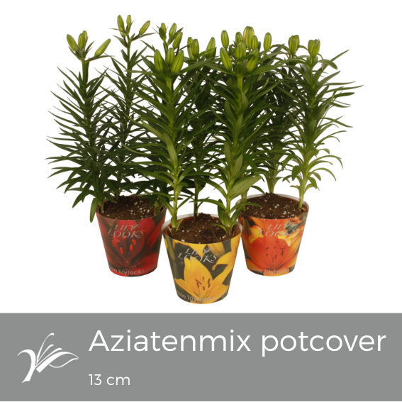 Lilium Asiatic mix 38cm 13cm Pot