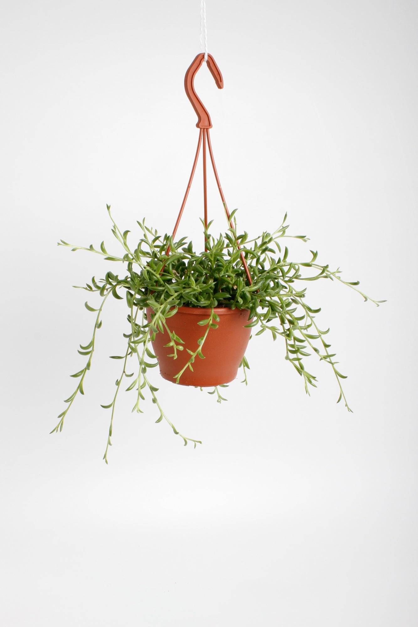 Senecio radicans String of Bananas 25cm 12cm Pot