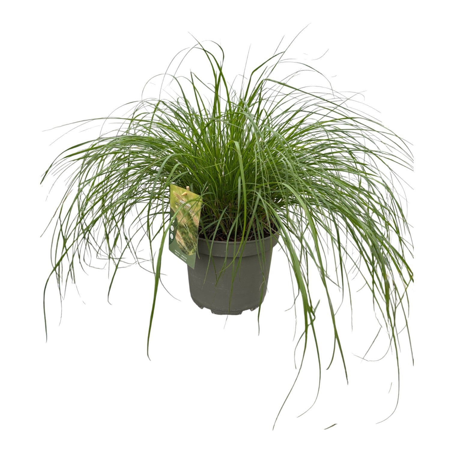 Pennisetum Hameln 40cm 23cm Pot