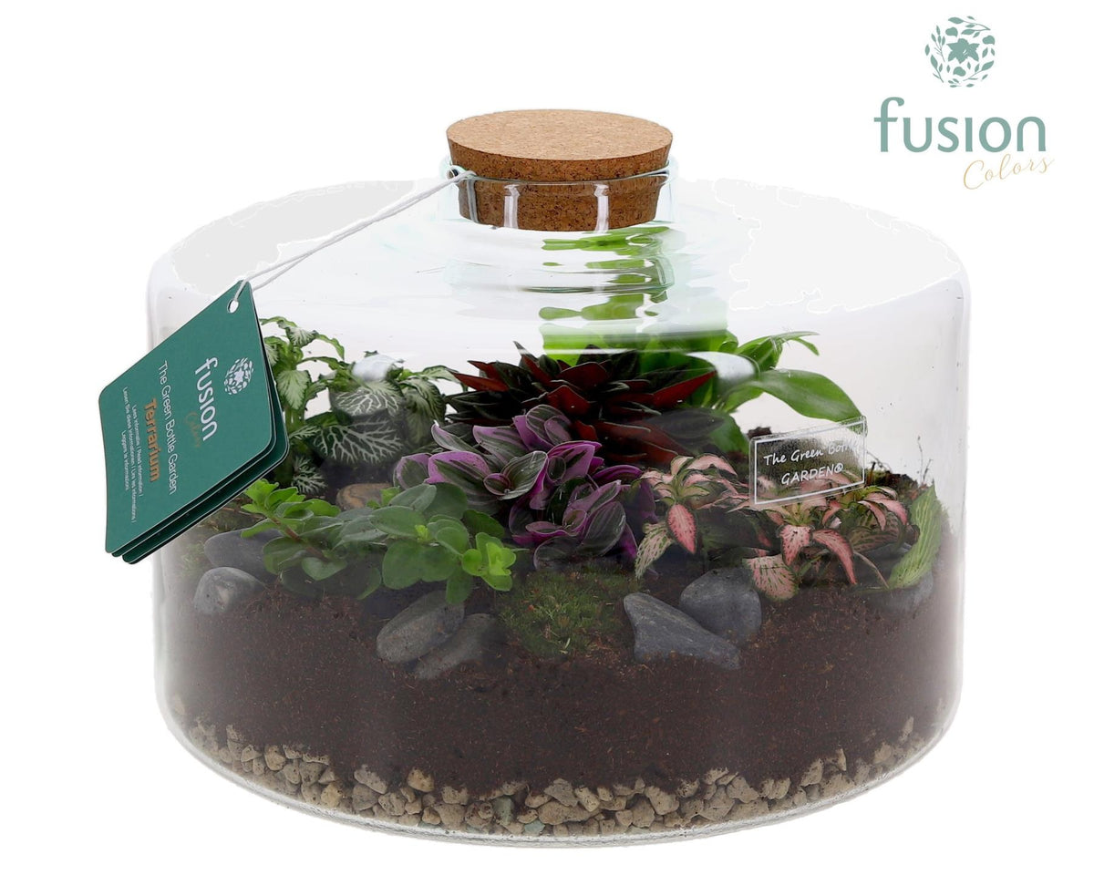 Green Bottle Kyra XLarge met Terrarium arrangement 25cm 27cm Pot