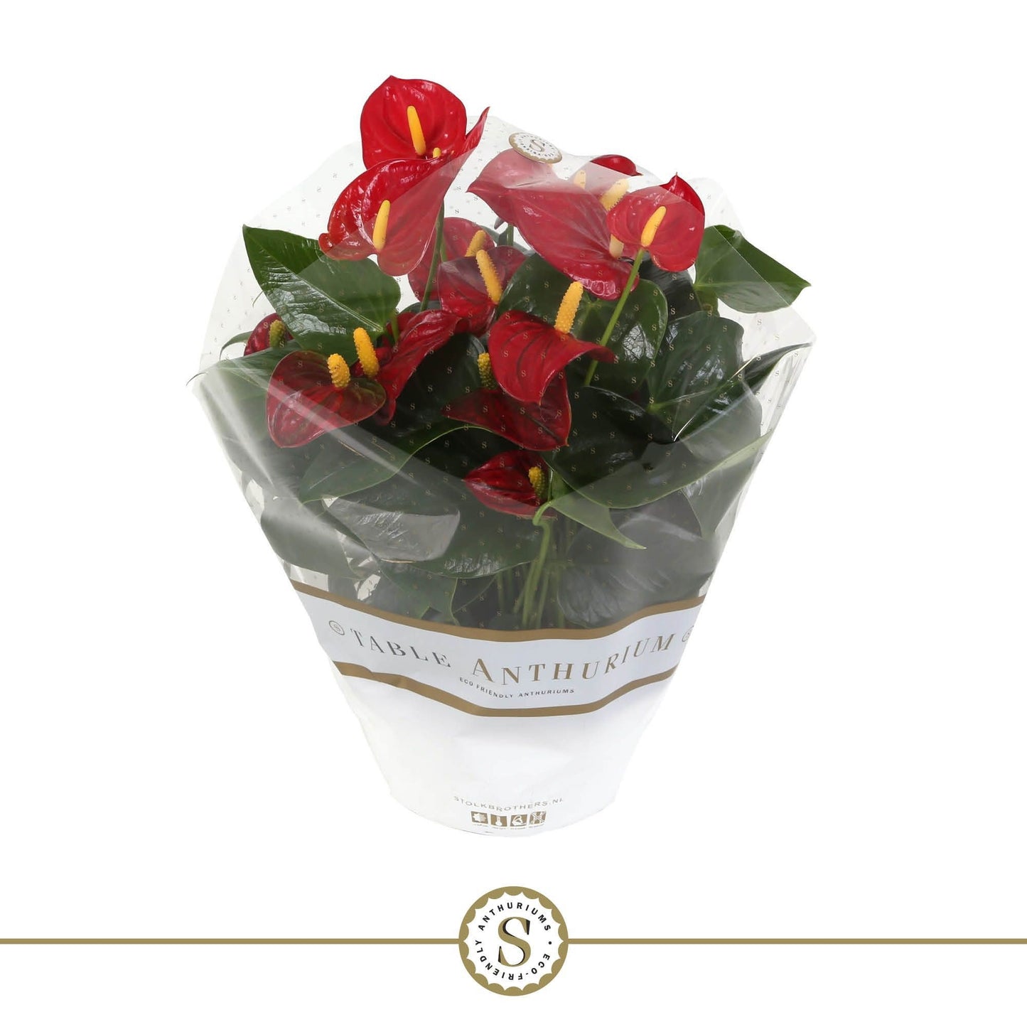 Stolk Brothers BV Anthurium Royal Champion Pack of 3