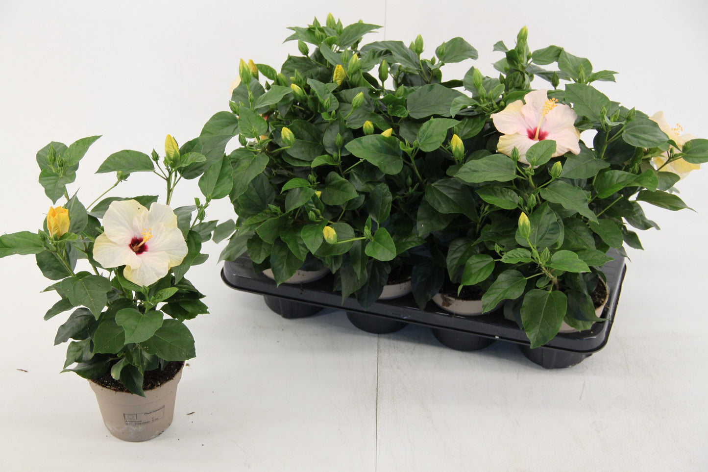Jansen Hibiscus Hibiscus rosa-sinesis Venetie white Pack of 8