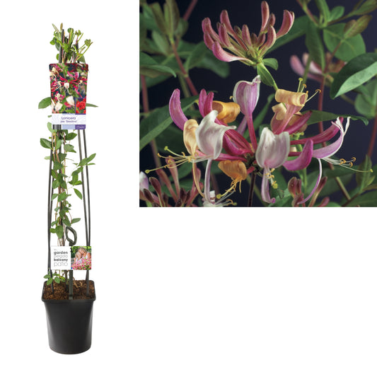 Lonicera Serotina 115cm 23cm Pot