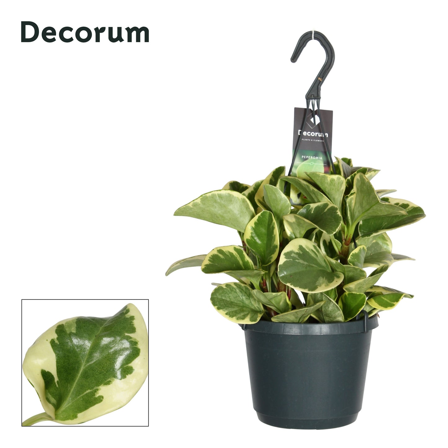 Peperomia Obtipan Bicolor 40cm 17cm Pot