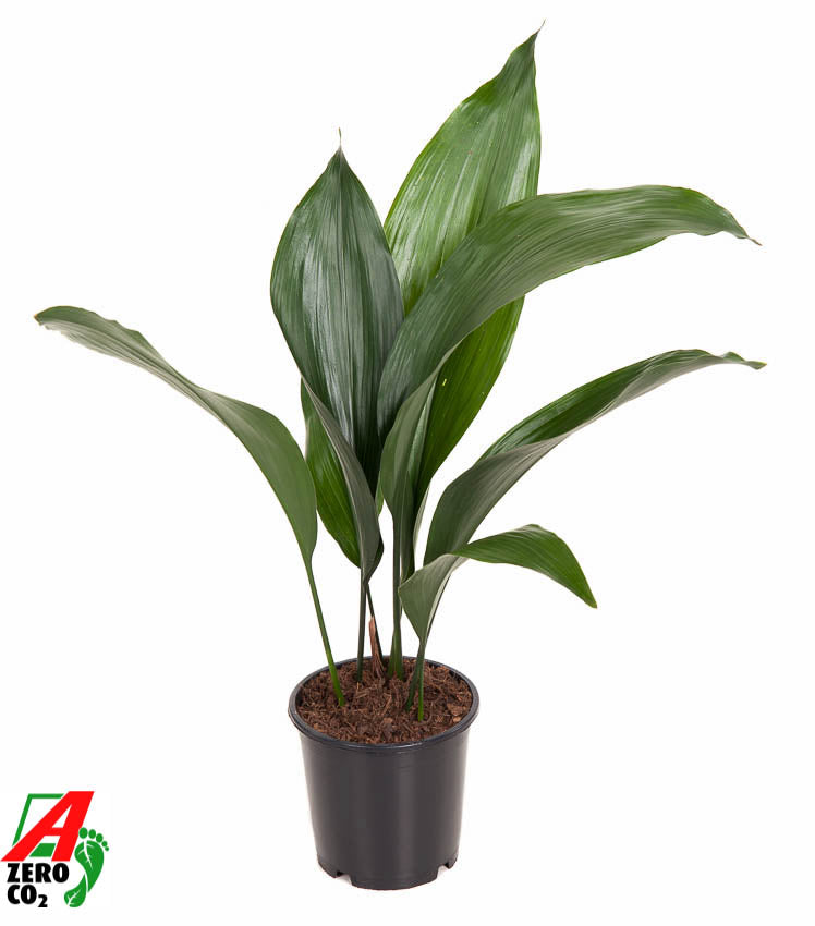 Ammerlaan Green Innovator Aspidistra elatior Pack of 10