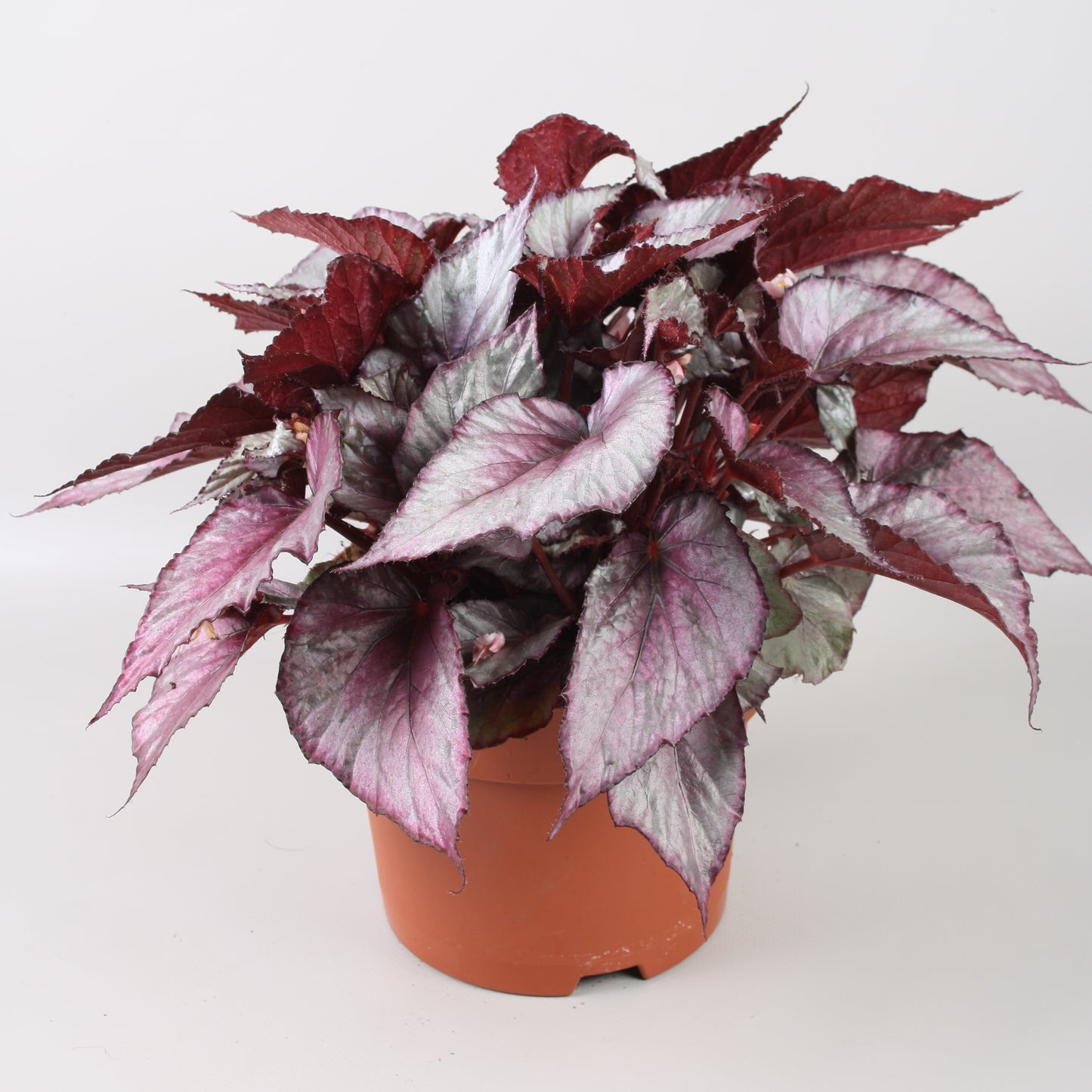 Berghoef Plants Begonia Beleaf Maori Haze Pack of 4