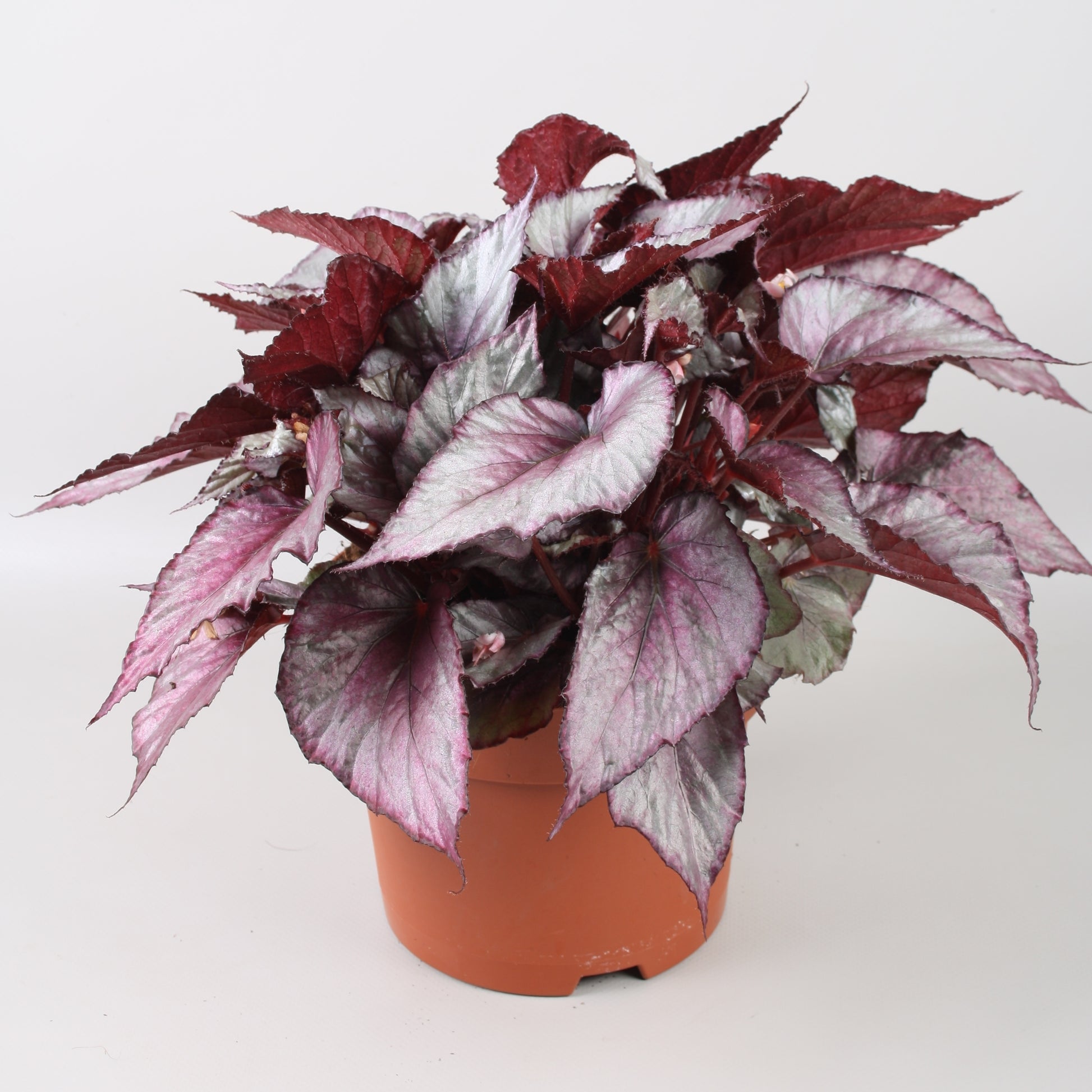 Berghoef Plants Begonia Beleaf Maori Haze Pack of 4
