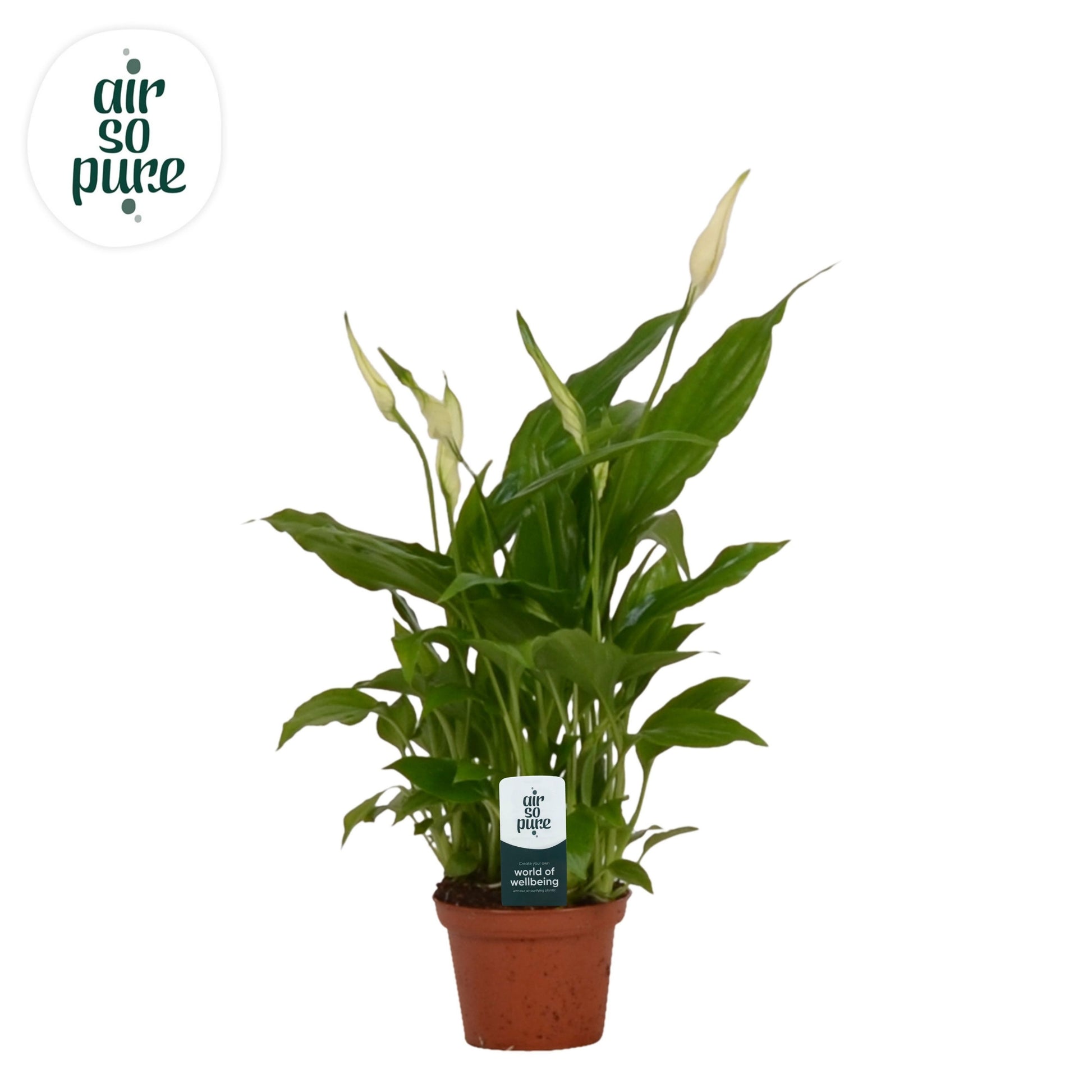 Spathiphyllum Chopin 25cm 6.5cm Pot