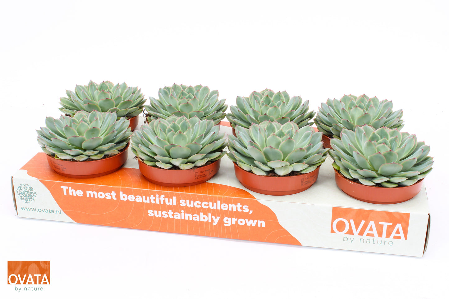 Ovata BV Echeveria pul. Sky Pearl Pack of 8