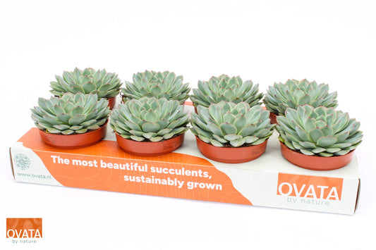 Echeveria pul. Sky Pearl 15cm 12cm Pot