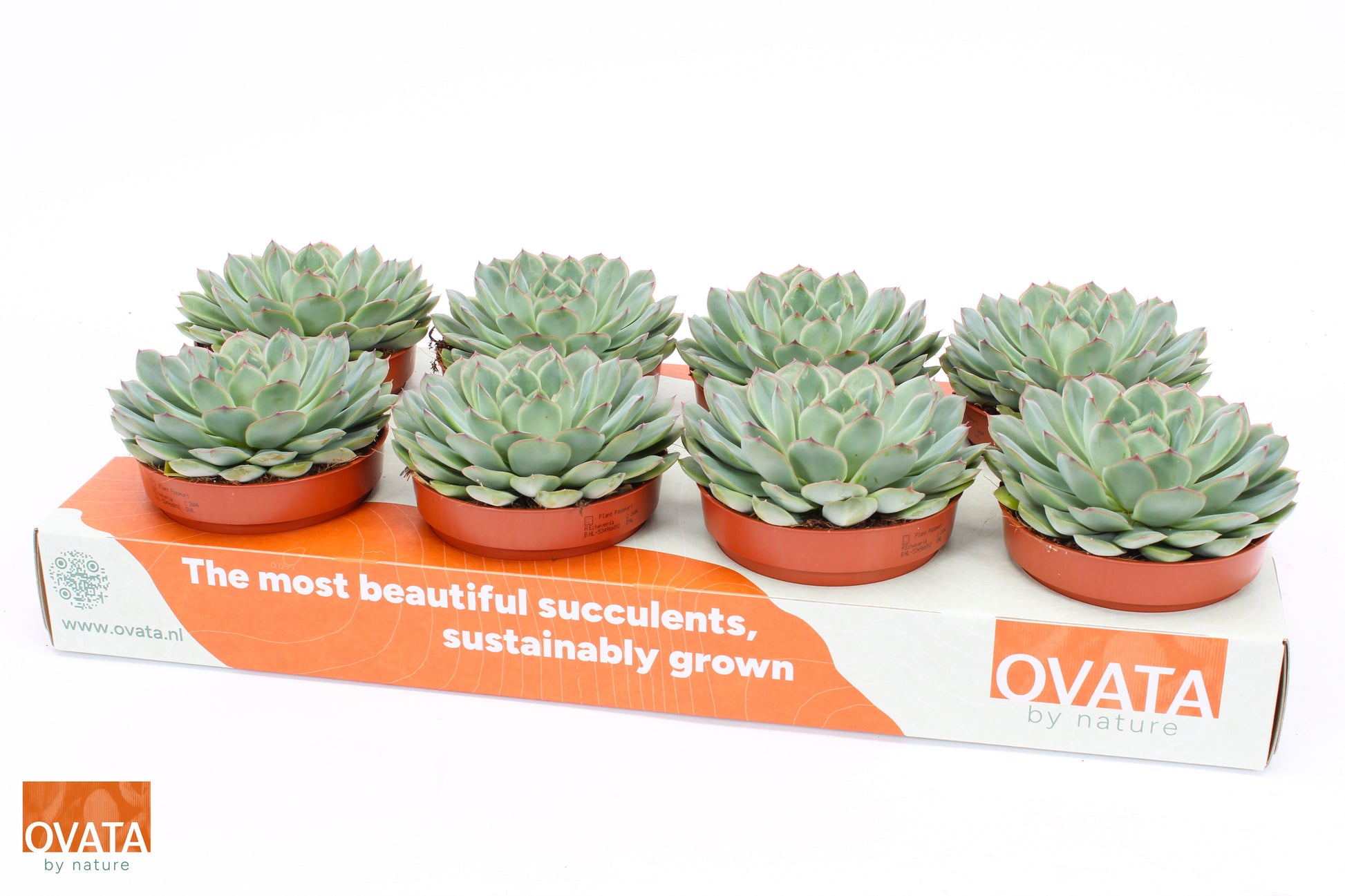 Echeveria pul. Sky Pearl 15cm 12cm Pot