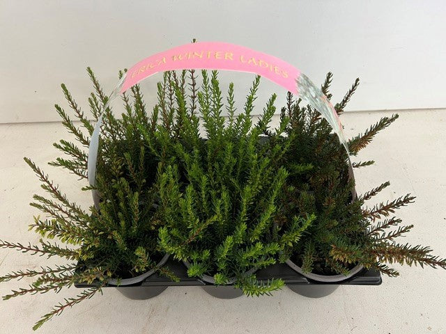 Boomkw. R. Wijsman VOF Erica darleyensis mix Pack of 1