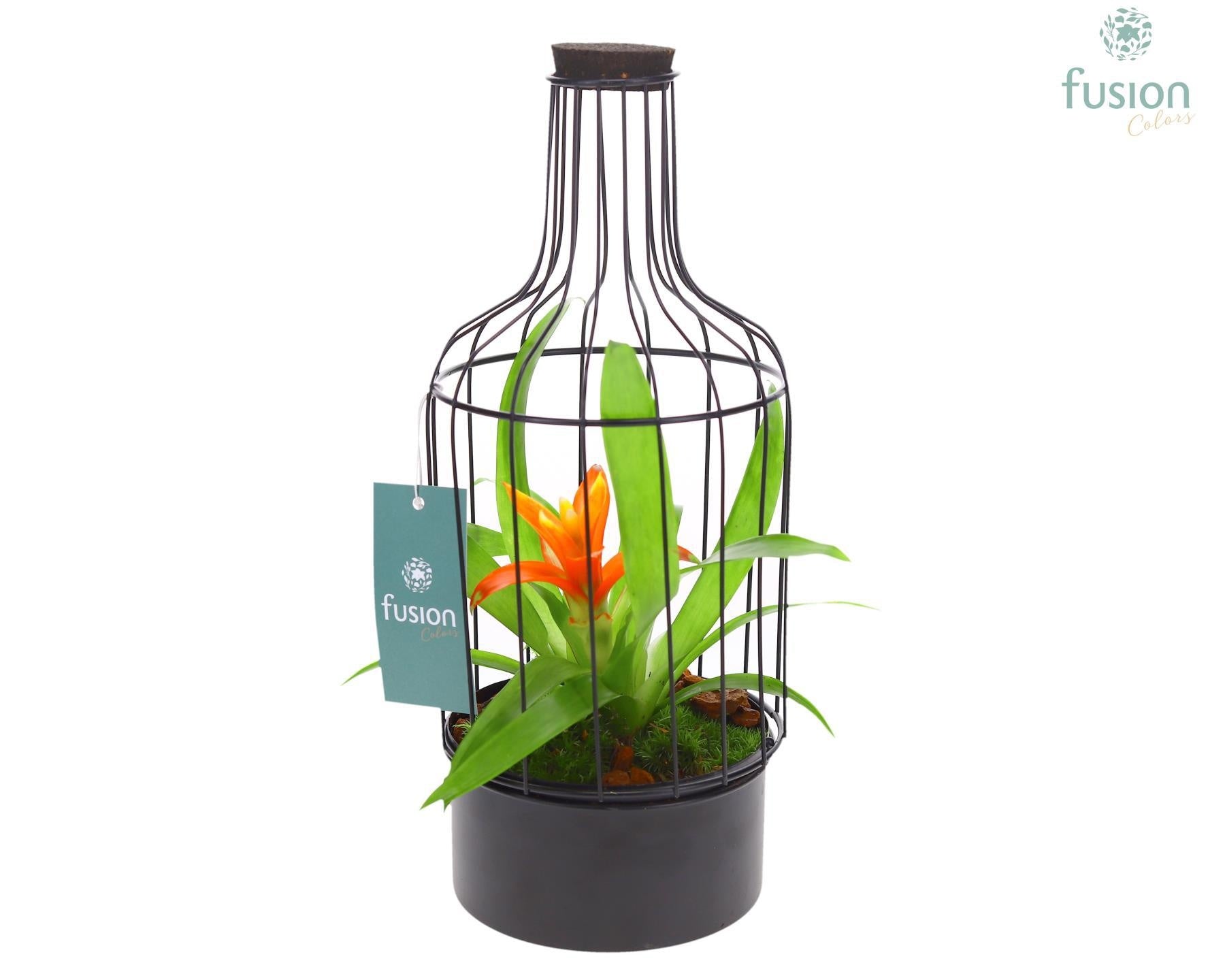 arr. Bromelia 29cm 13cm Pot