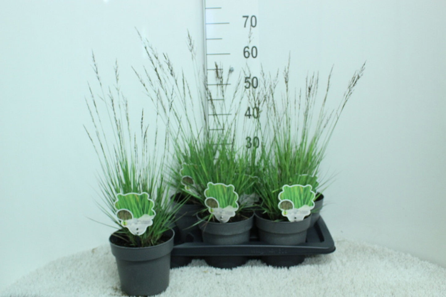 Molinia caerulea mix 65cm 17cm Pot