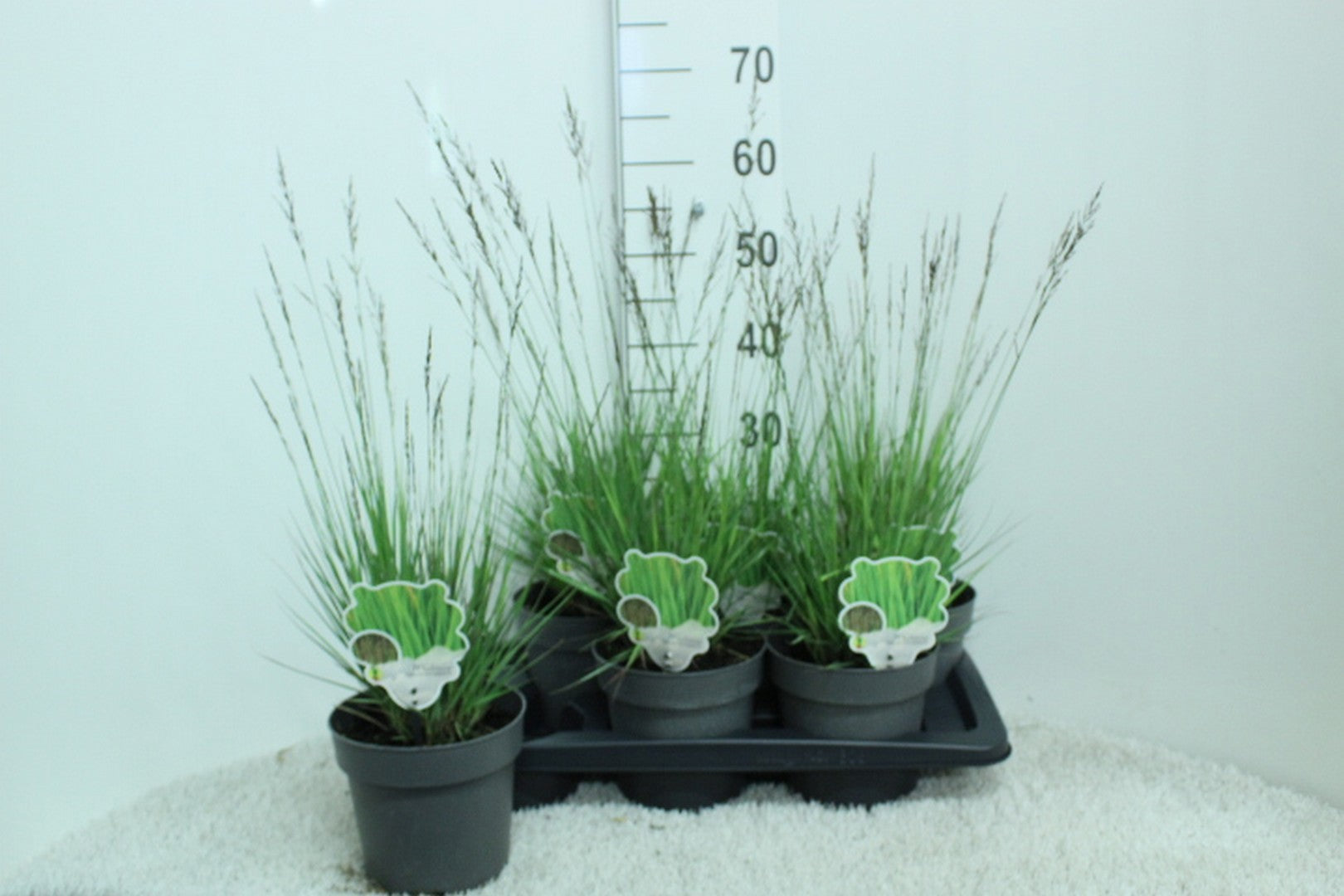 Molinia caerulea mix 65cm 17cm Pot