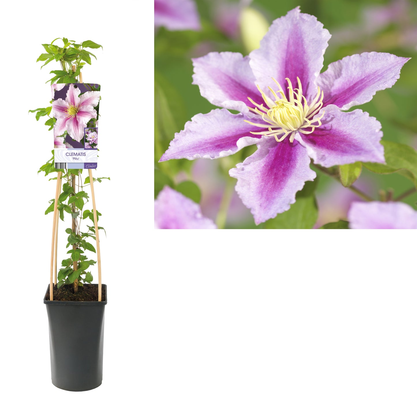Clematis Piilu 75cm 17cm Pot