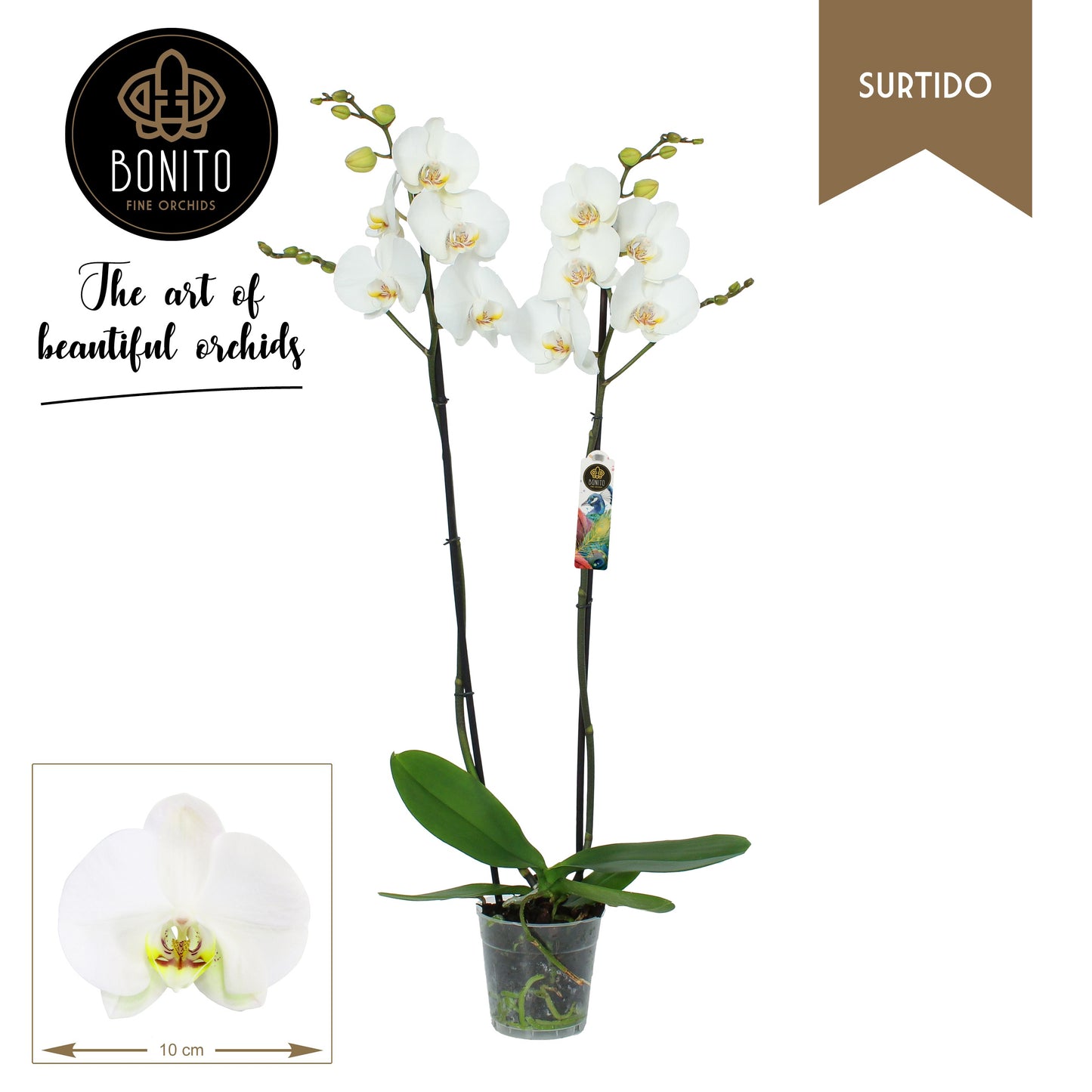 Phalaenopsis Silhouette 75cm 12cm Pot